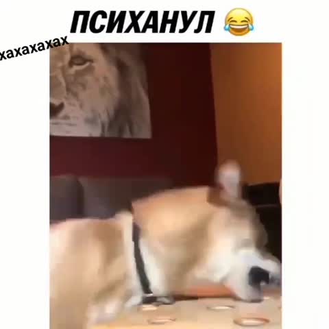 Психанул