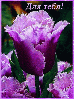 dlya-tebya