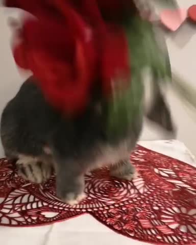 bluberrythebun-___CLR7fGdlwxg___-10