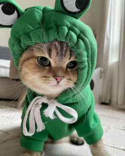 thecharmingcats-___CLb8PKGpFgd___-