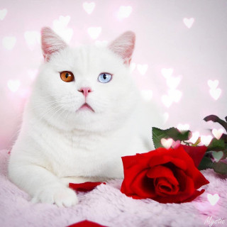 the_cat_vibes-___CLcNovHJLbw___-