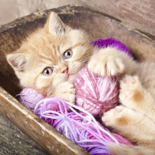 anastasia_cat_muw-___CLllVxeJ7kK___-