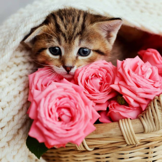 anastasia_cat_muw-___CLllSHgJa1k___-