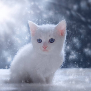 anastasia_cat_muw-___CLllTRypswP___-