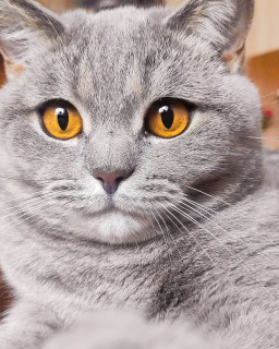 cutecatfotos-___CLgxpdIJUwS___-