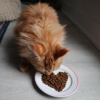 mainecooncub-___CLRgQZ9F7zq___-