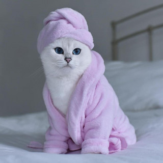 cat_1queen-___CLW-RMhJKGn___-