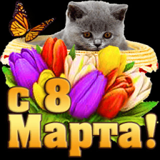 Кот тюльпаны 8 марта