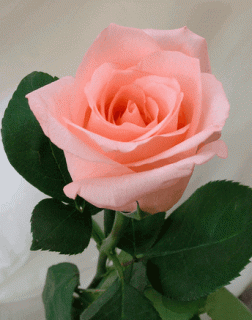 8c43acf2a09e784d6896bcb6f0532a43