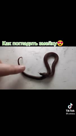 Нежность для змейки