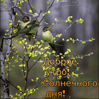 dobroe-utro-solnechnogo-dnya