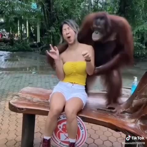 gorila_podkat-whatsaper__