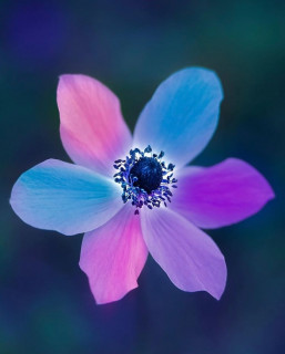 dark_macro_art-___CMceyzUM4Nm___-