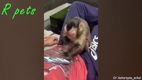 Я_РЖАЛ_ЦЕЛЫЙ_ЧАС_СМЕШНЫЕ_ОБЕЗЬЯНЫ_ВИДЕО_-ЛУЧШИЕ_ПРИКОЛЫ