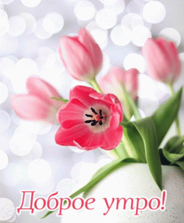 GIF-4b724cbff6eecf025a6bd325f7e25403