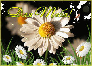 zhivaya-otkrytka-s-romashkami-9391