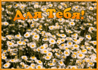 animatsionnaya-kartinka-s-romashkami-734