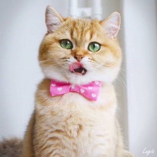cutecatvib-___CMrCpygo-Il___-