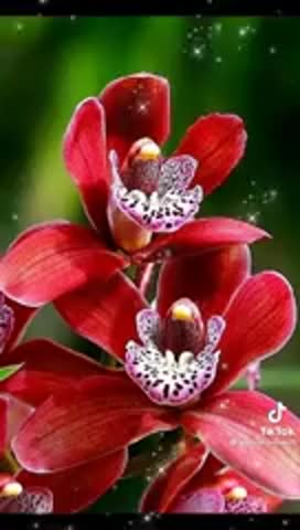 Carskaja_krasota-_im