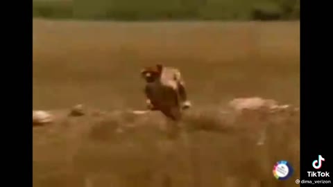 пари_за_любовницу