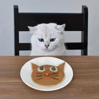 nicestkitties-___CNXeC4lll_K___-