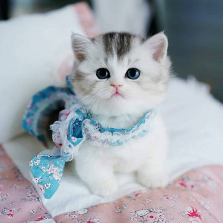 mycutecatclub-___CNXPOfQF-Tq___-2