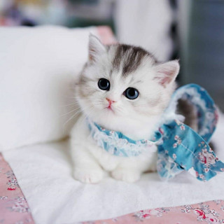 mycutecatclub-___CNXPOfQF-Tq___-1