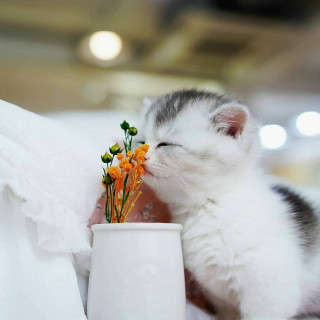 mycutecatclub-___CNXPOfQF-Tq___-3