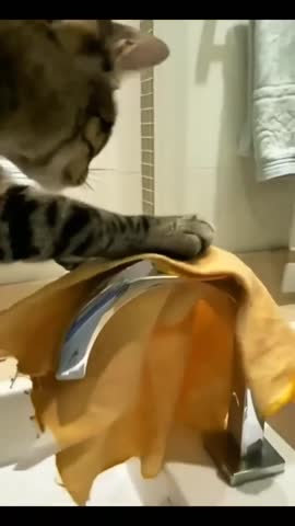 daily_catgram-___CNaVCcVps0d___-