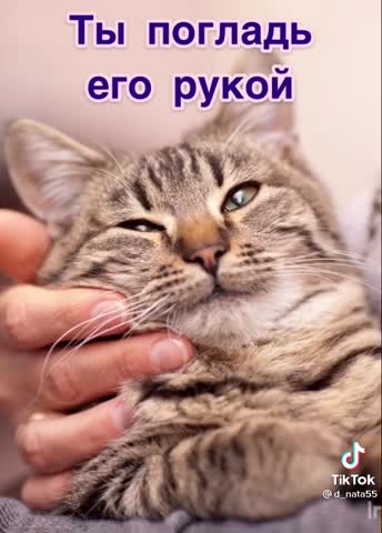 Позови_кота_с_собой