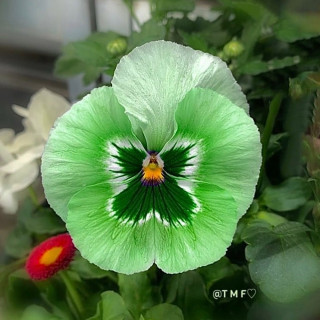 j_flower_shots-___CNhiJCrMheP___-