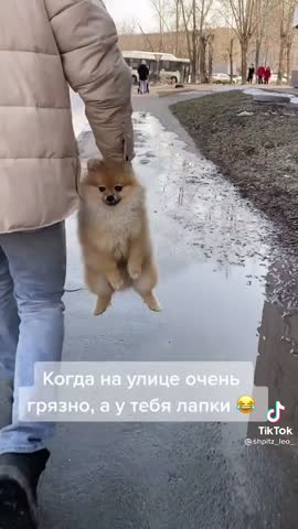 video-f733ab1d82c60dce1a8e2affaecdb1d2-V