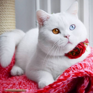 cutecatvib-___CNmvazmJAyn___-
