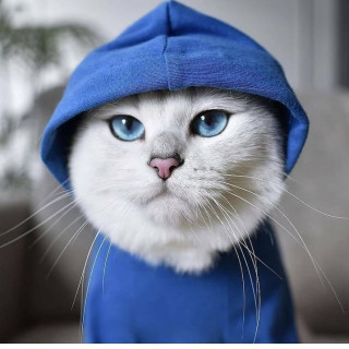 bestcatpla-___CNkETLEpGMG___-