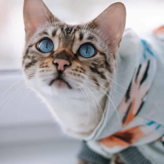 acatloverpage-___CNmvAqyJlsO___-