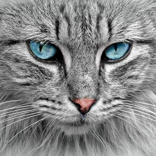 cutecatfotos-___CNsLdioJQWZ___-