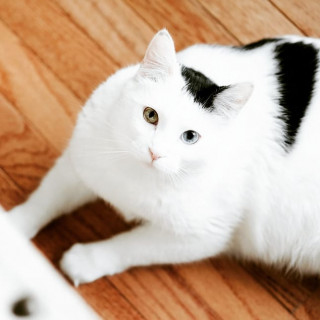 live_withcat-___CNj85HZJeAs___-