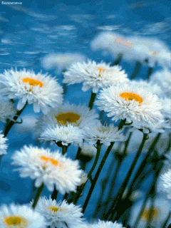 98949cf9ef625d2135d03ccff9356654