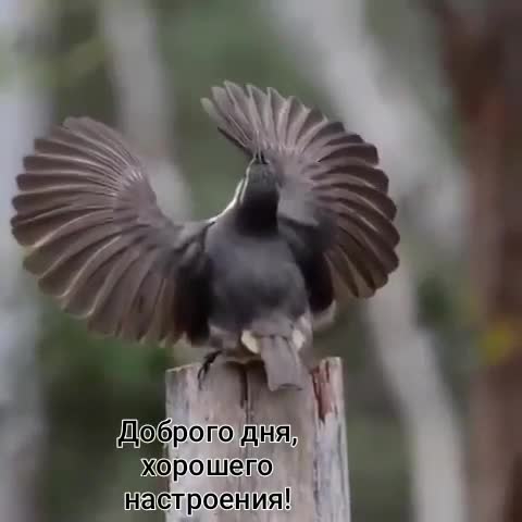 video-cdae1199328028bb187e68a3d40296c2-V