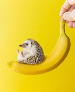 hedgehogforpresident-___COIU2n8LcKT___-