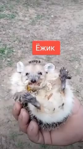 Манюничка