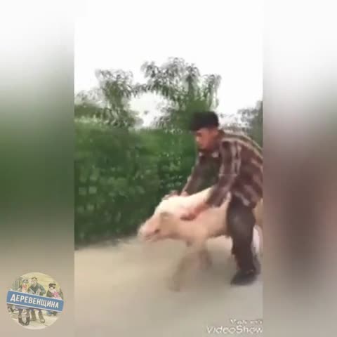 _На_свиньях_