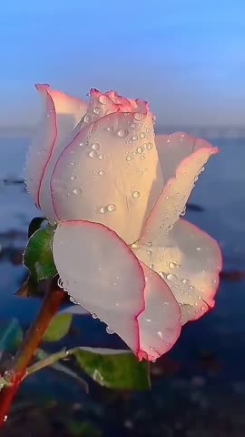 ure_flower-___COU_ZYRgSuD___-