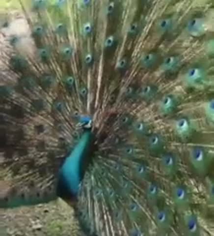 Kak_prekrasna_priroda-im