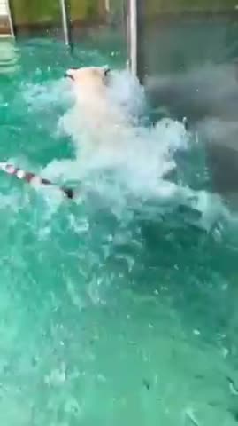 video-314d2311718ed9723a166f725feeb4c4-V