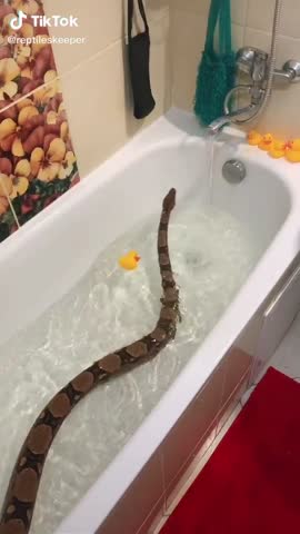 video-3d02d114a3187d42a39dc0e426b7f76c-V