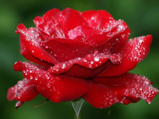 ure_flower-___CNy2AkSJ21g___-