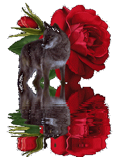 1281445134_volk-rozy