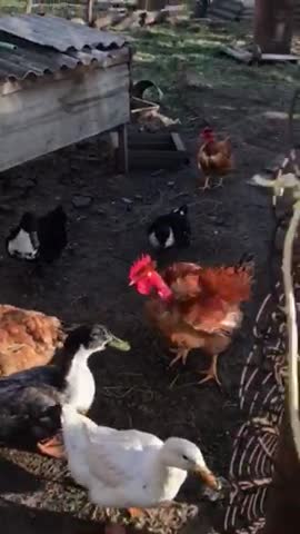 video-0ed1a57b5dafde5874a825fc9795ae7c-V