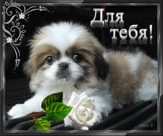 animirovannaja_otkrytka_dlja_tebja-_im